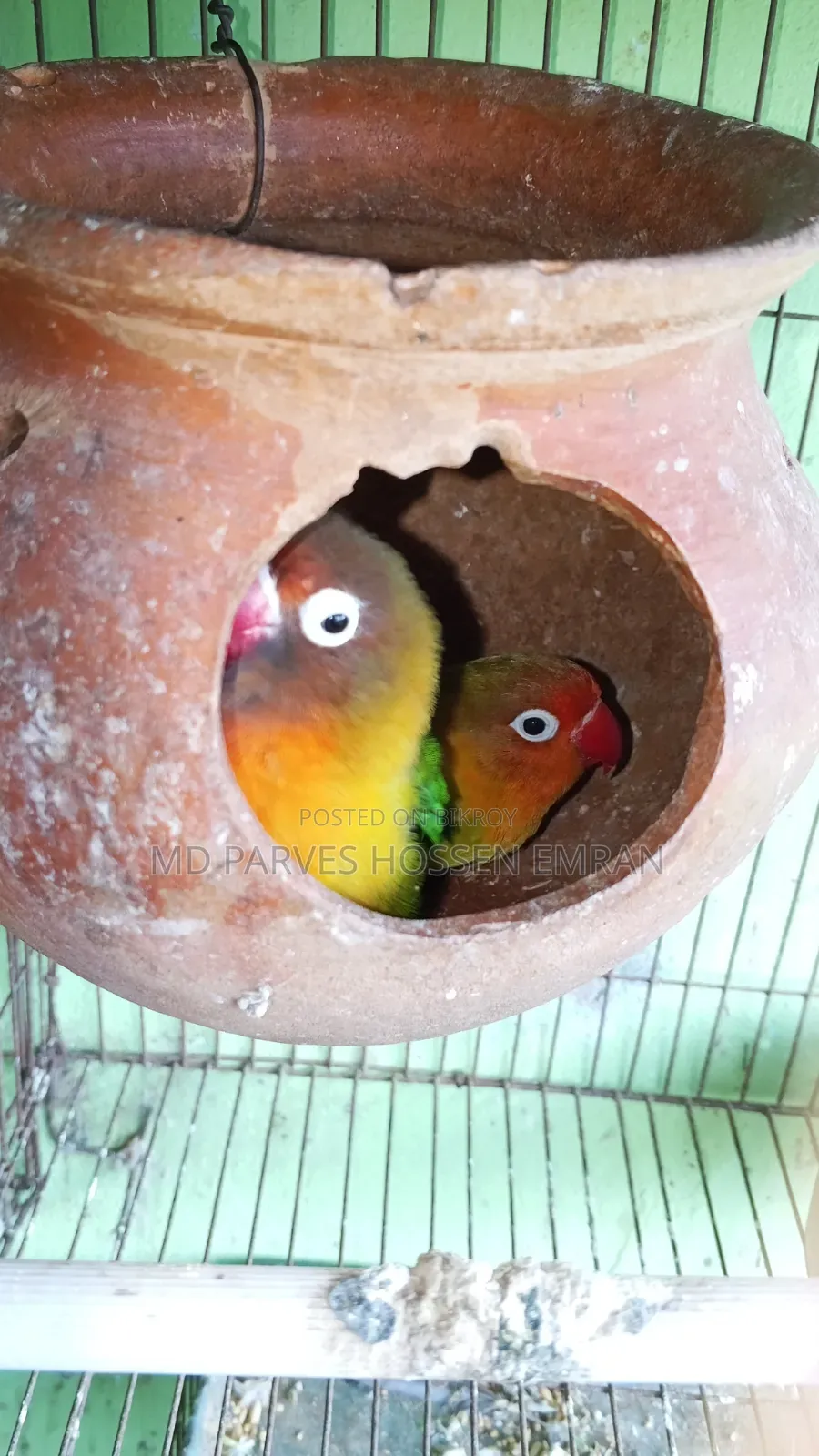 Running Lovebird Bird
