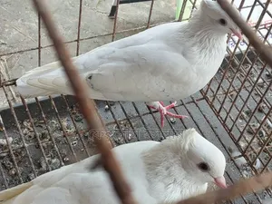 কাজি কবিতার সাদা