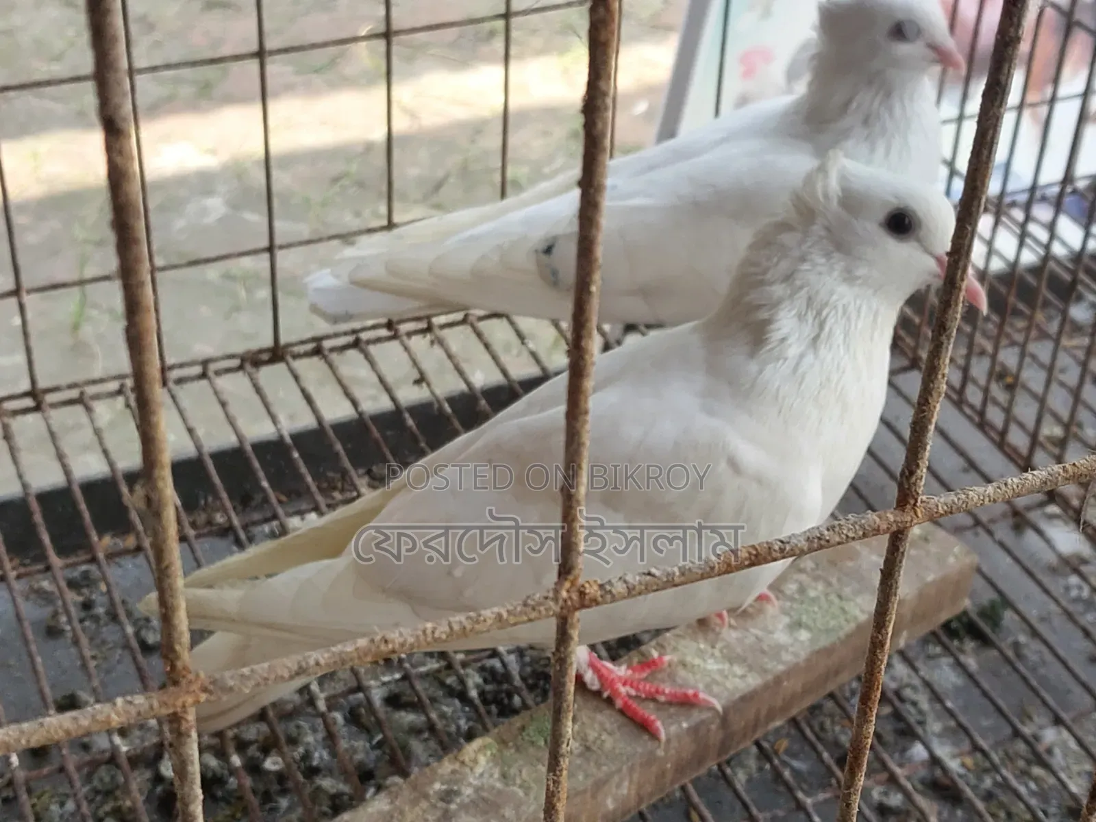 Kazi Kobitar Sada