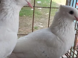 Kazi Kobitar Sada