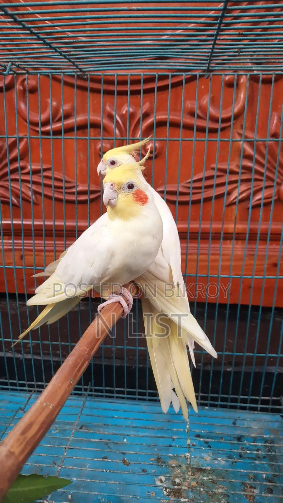 Lutino Cockatiel