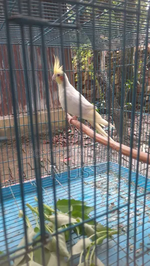 Lutino Cockatiel