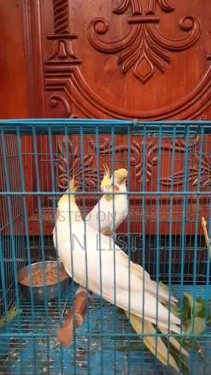 Lutino Cockatiel