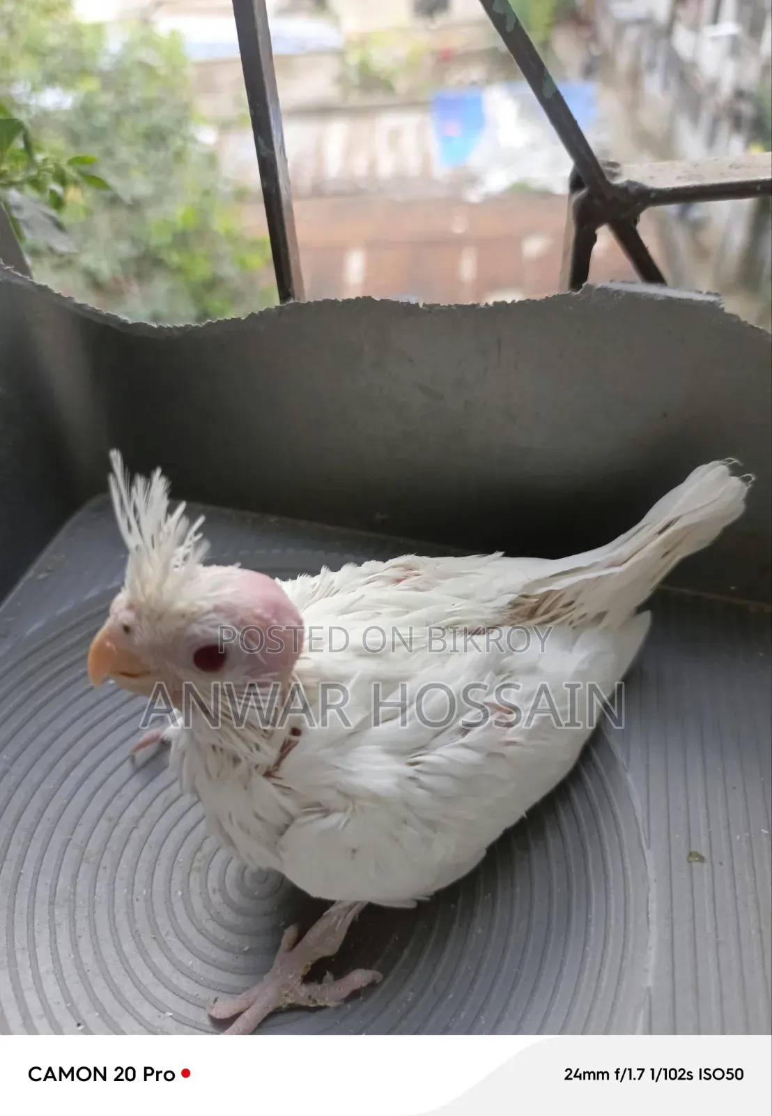 Tame size Albino Cockatiel for sale