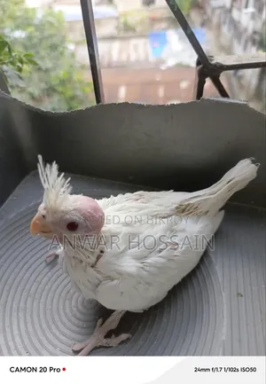 Tame size Albino Cockatiel for sale