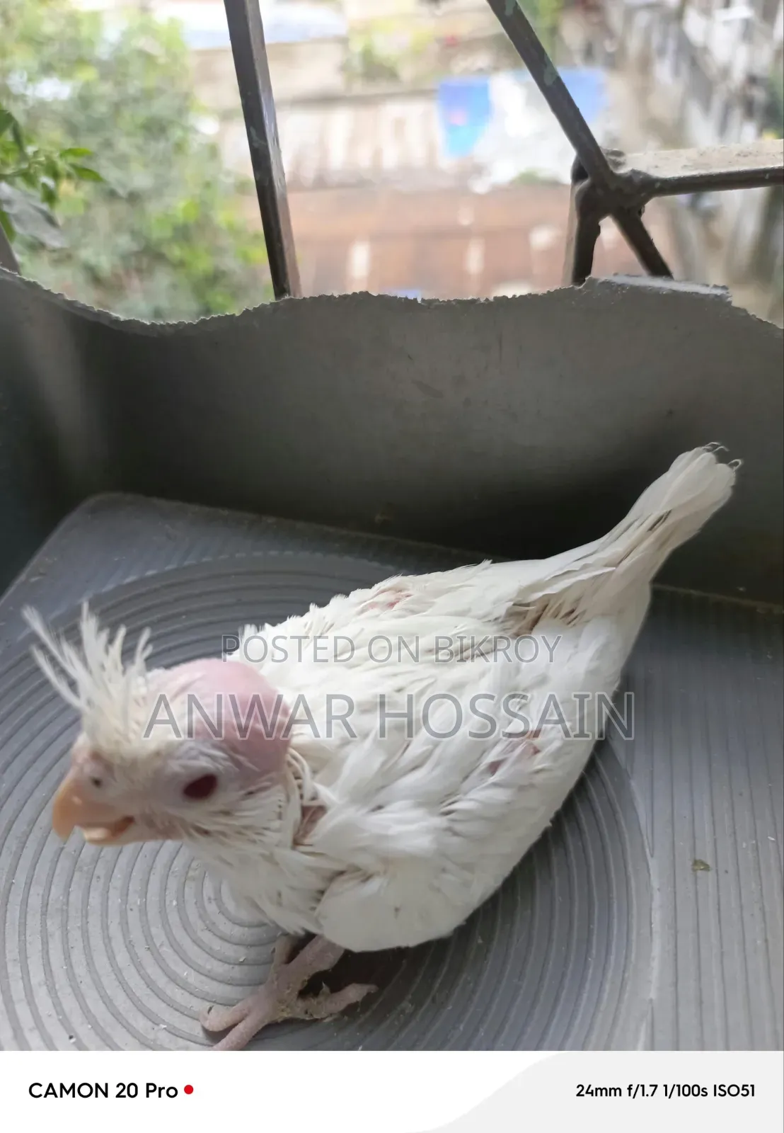 Tame size Albino Cockatiel for sale
