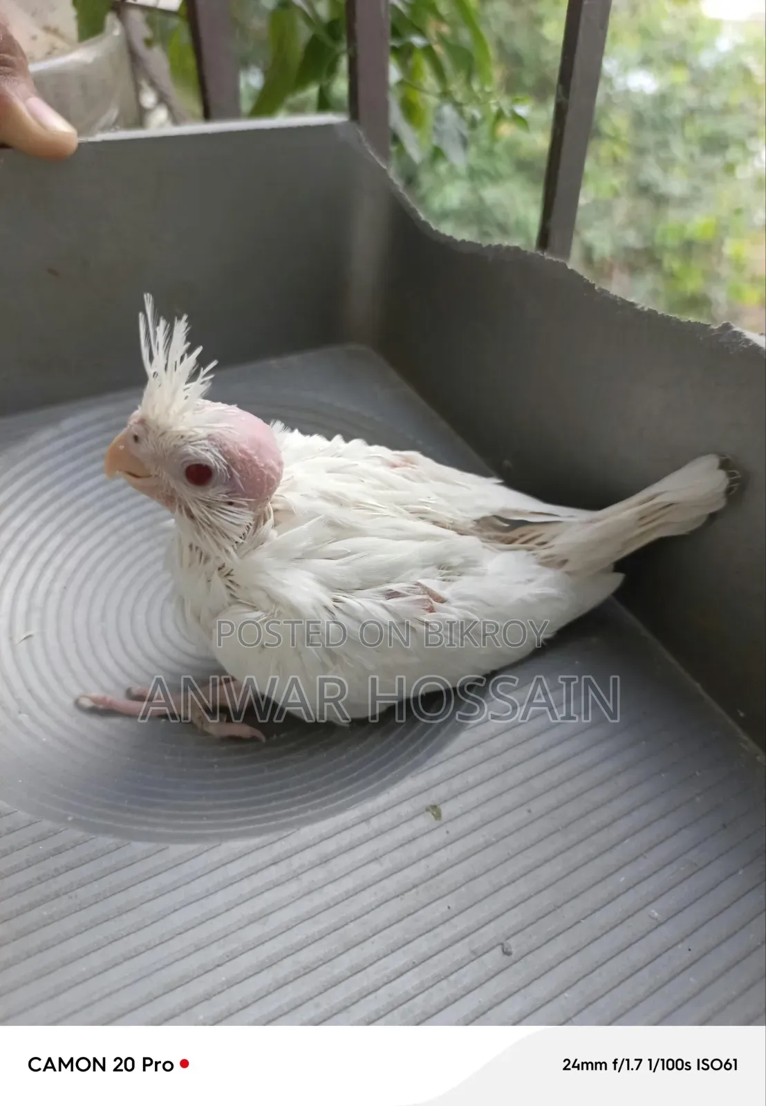 Tame size Albino Cockatiel for sale