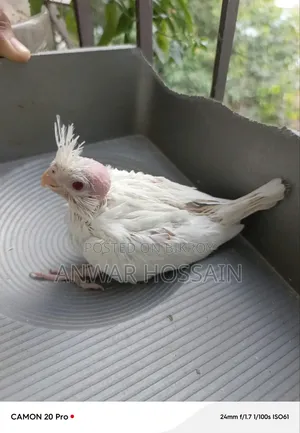 Tame size Albino Cockatiel for sale