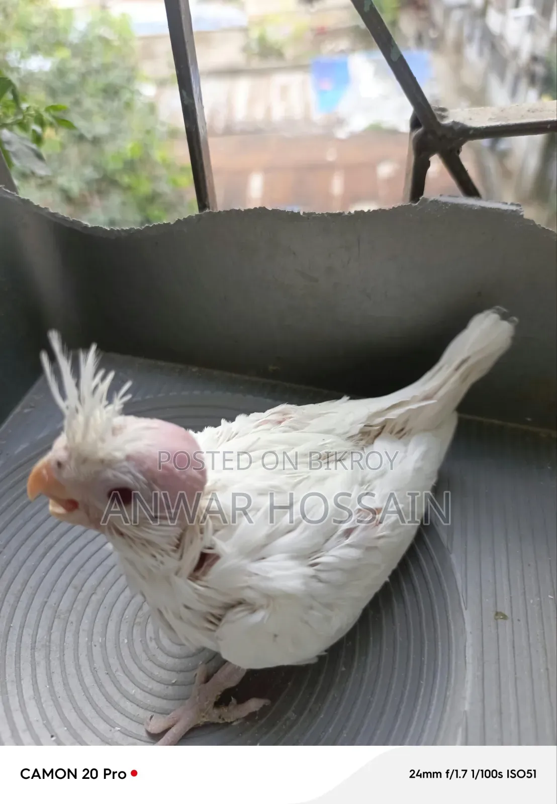Tame size Albino Cockatiel for sale