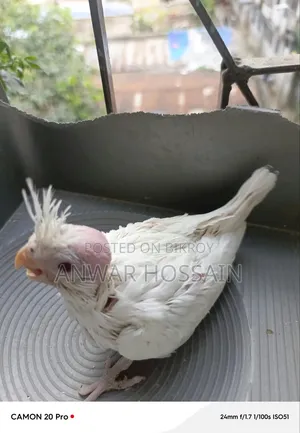 Tame size Albino Cockatiel for sale