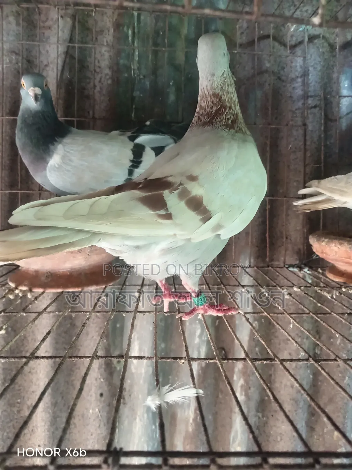 কিছু রানিং কবুতর বিক্রি হবে