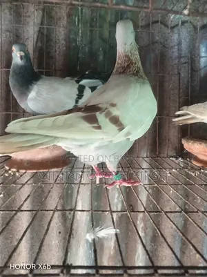 কিছু রানিং কবুতর বিক্রি হবে