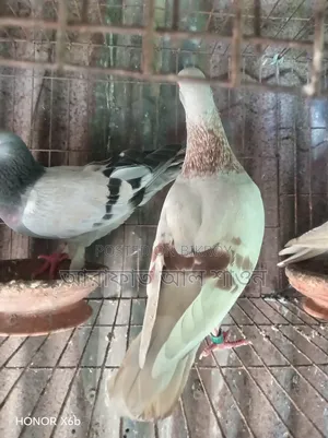 কিছু রানিং কবুতর বিক্রি হবে