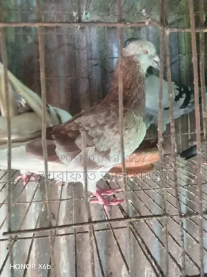কিছু রানিং কবুতর বিক্রি হবে