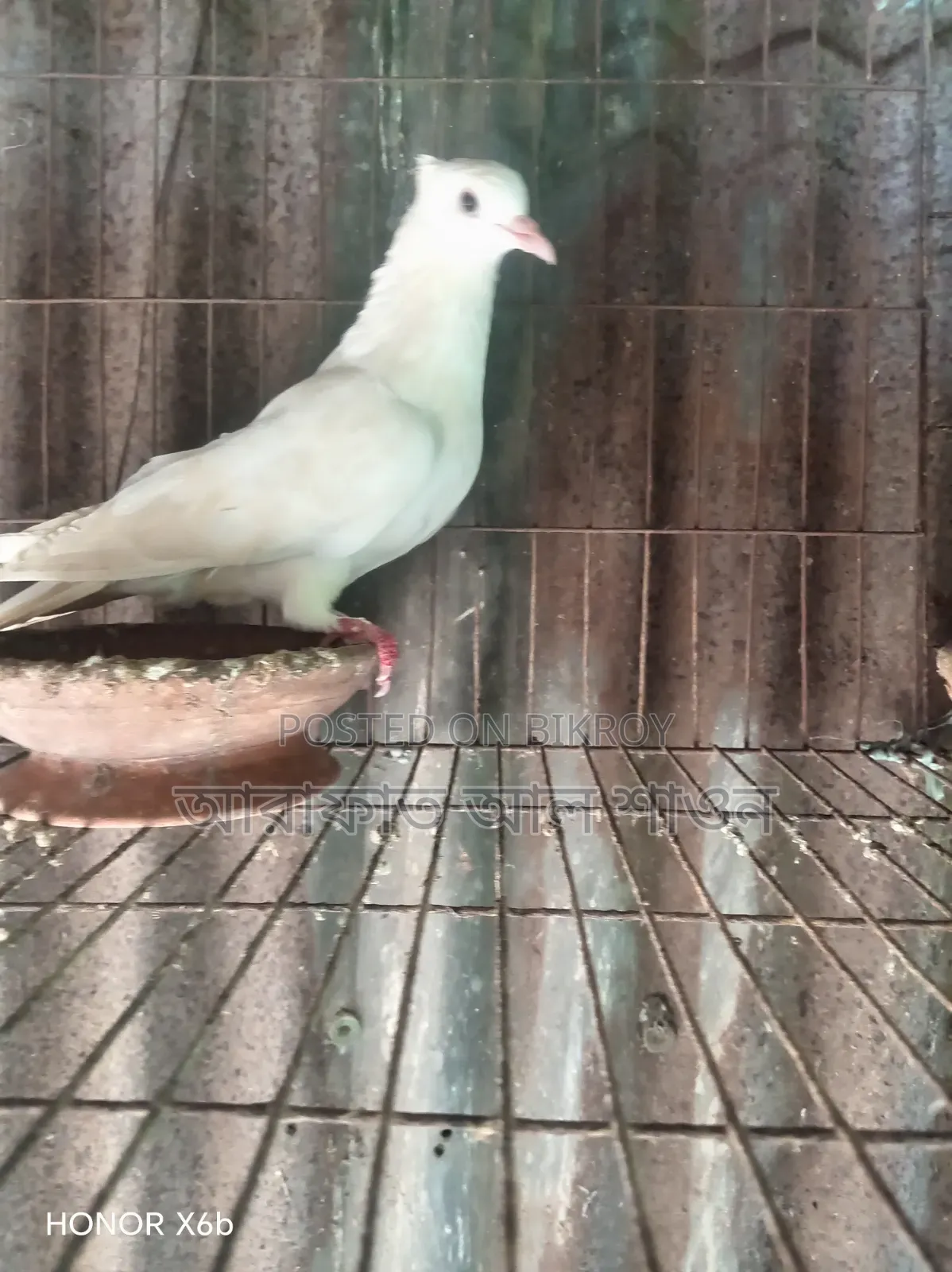 কিছু রানিং কবুতর বিক্রি হবে