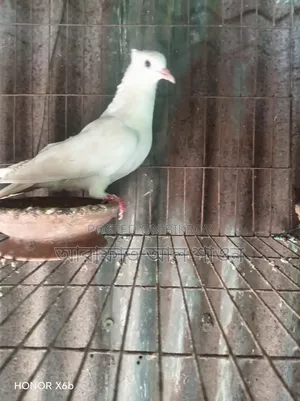 কিছু রানিং কবুতর বিক্রি হবে