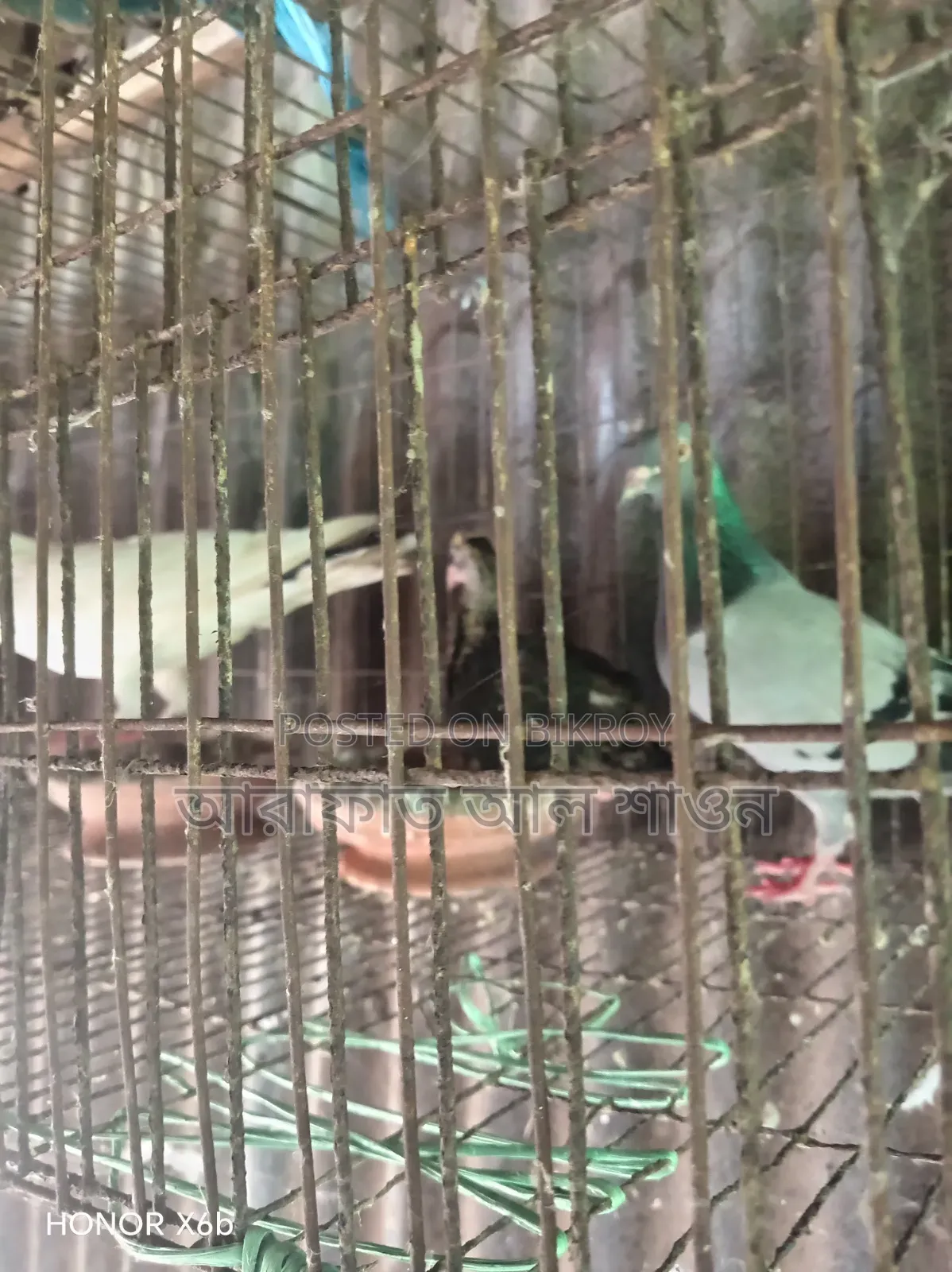 কিছু রানিং কবুতর বিক্রি হবে