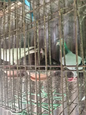 কিছু রানিং কবুতর বিক্রি হবে