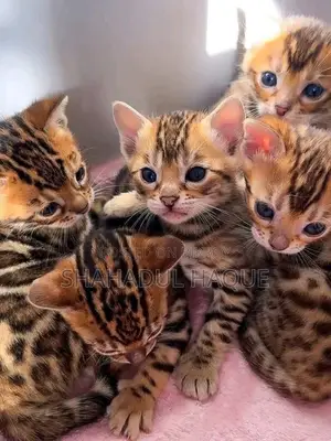 1-3 months Female Purebred Bengal