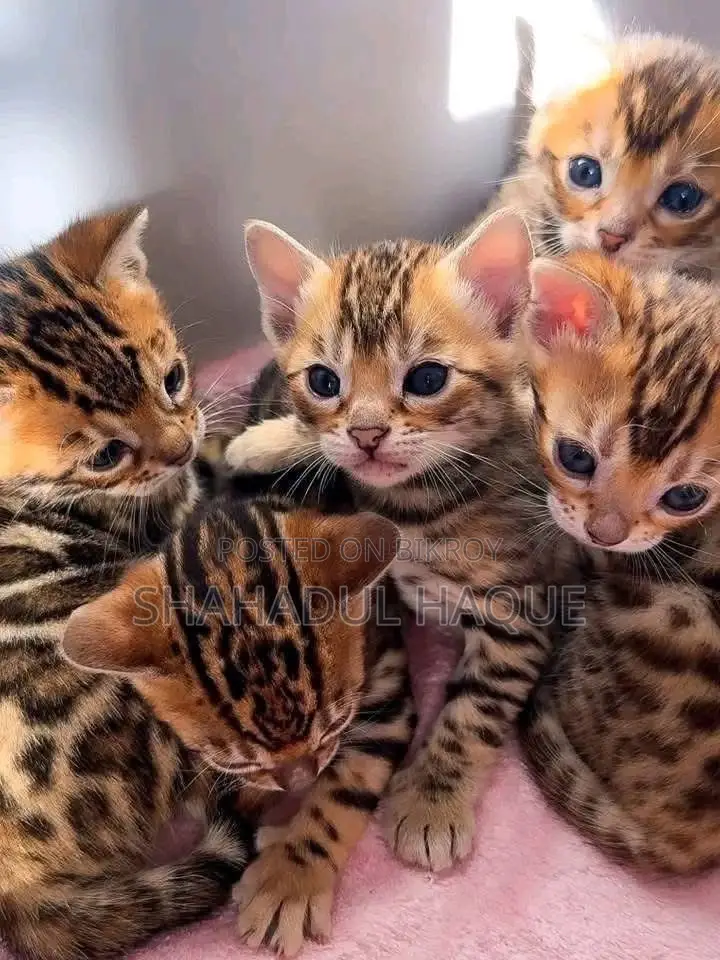 1-3 months Female Purebred Bengal