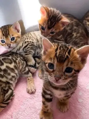 1-3 months Female Purebred Bengal