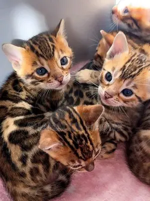1-3 months Female Purebred Bengal
