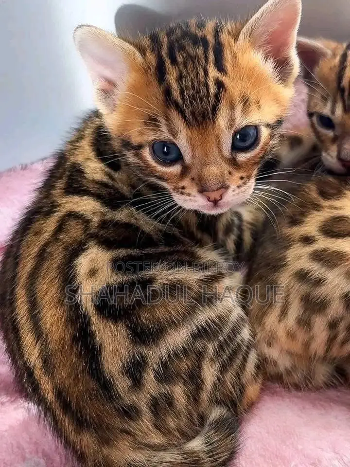 1-3 months Female Purebred Bengal