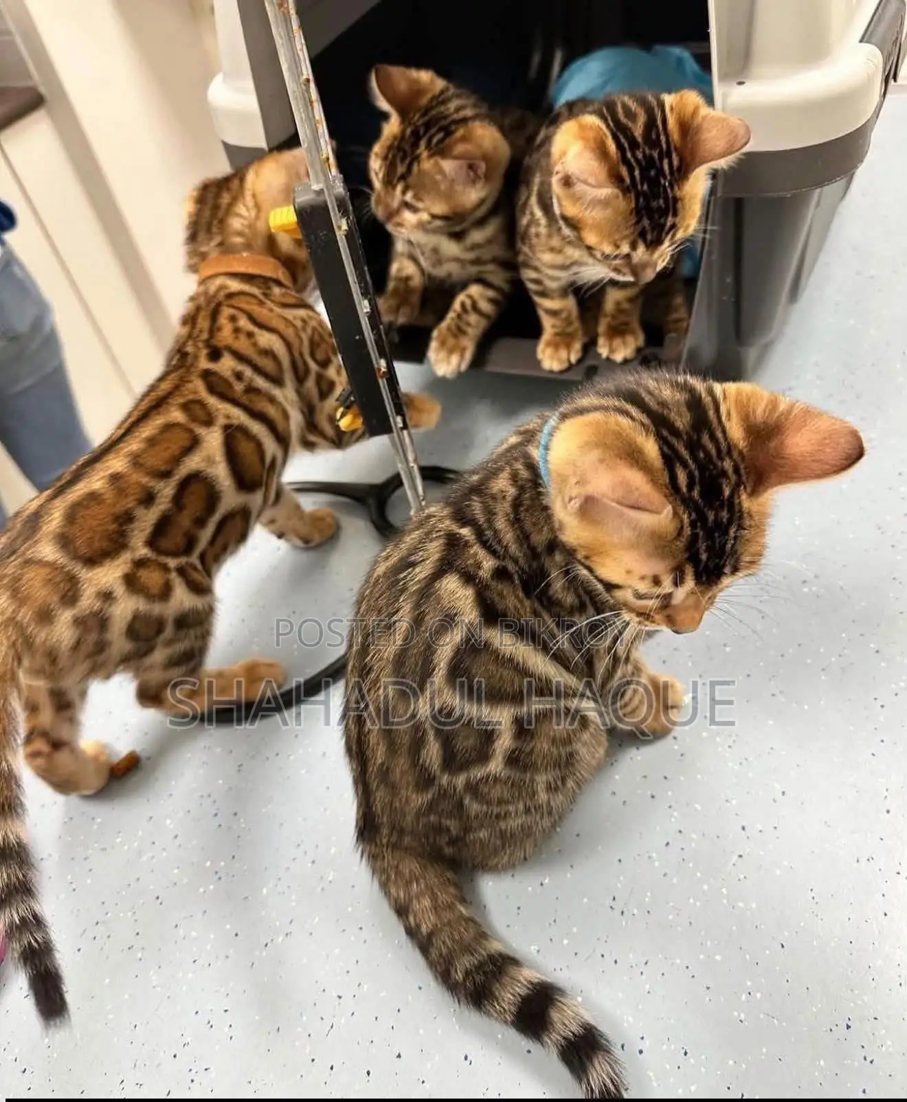 1-3 months Female Purebred Bengal