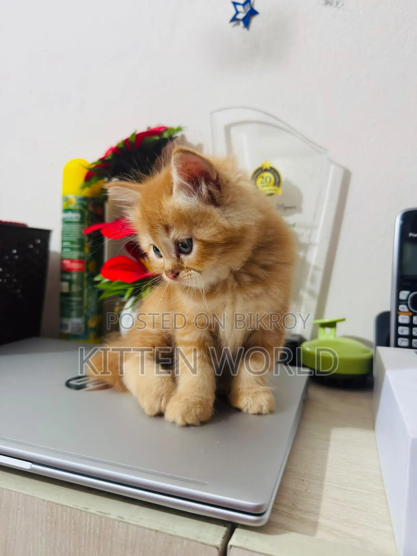 1-3 months Male Purebred Persian