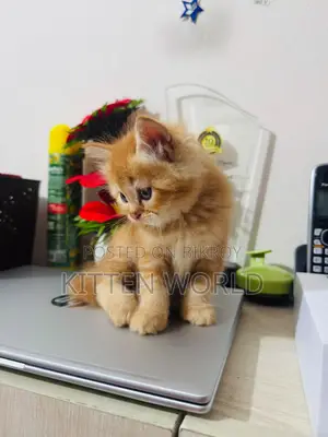 1-3 months Male Purebred Persian