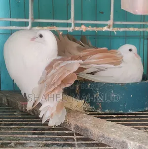 A pair of Tail Mark Fantails will be sold