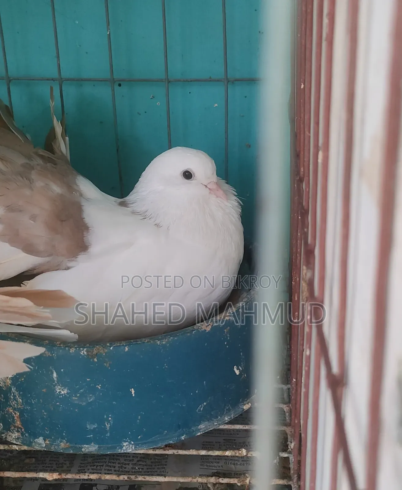 A pair of Tail Mark Fantails will be sold
