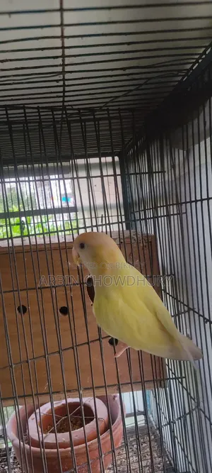 Love Birds