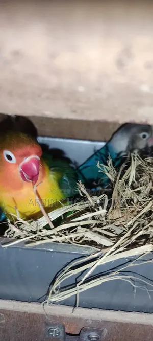 Love Birds