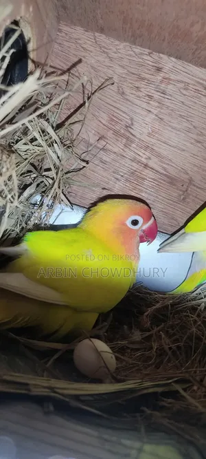 Love Birds