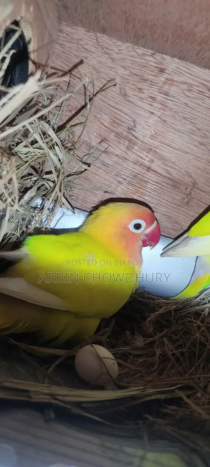 Love Birds
