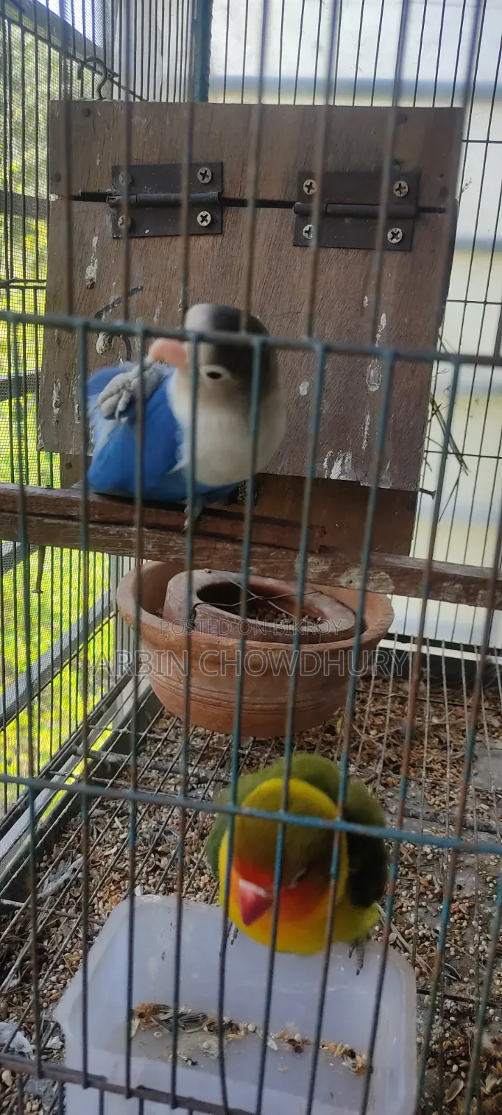 Love Birds