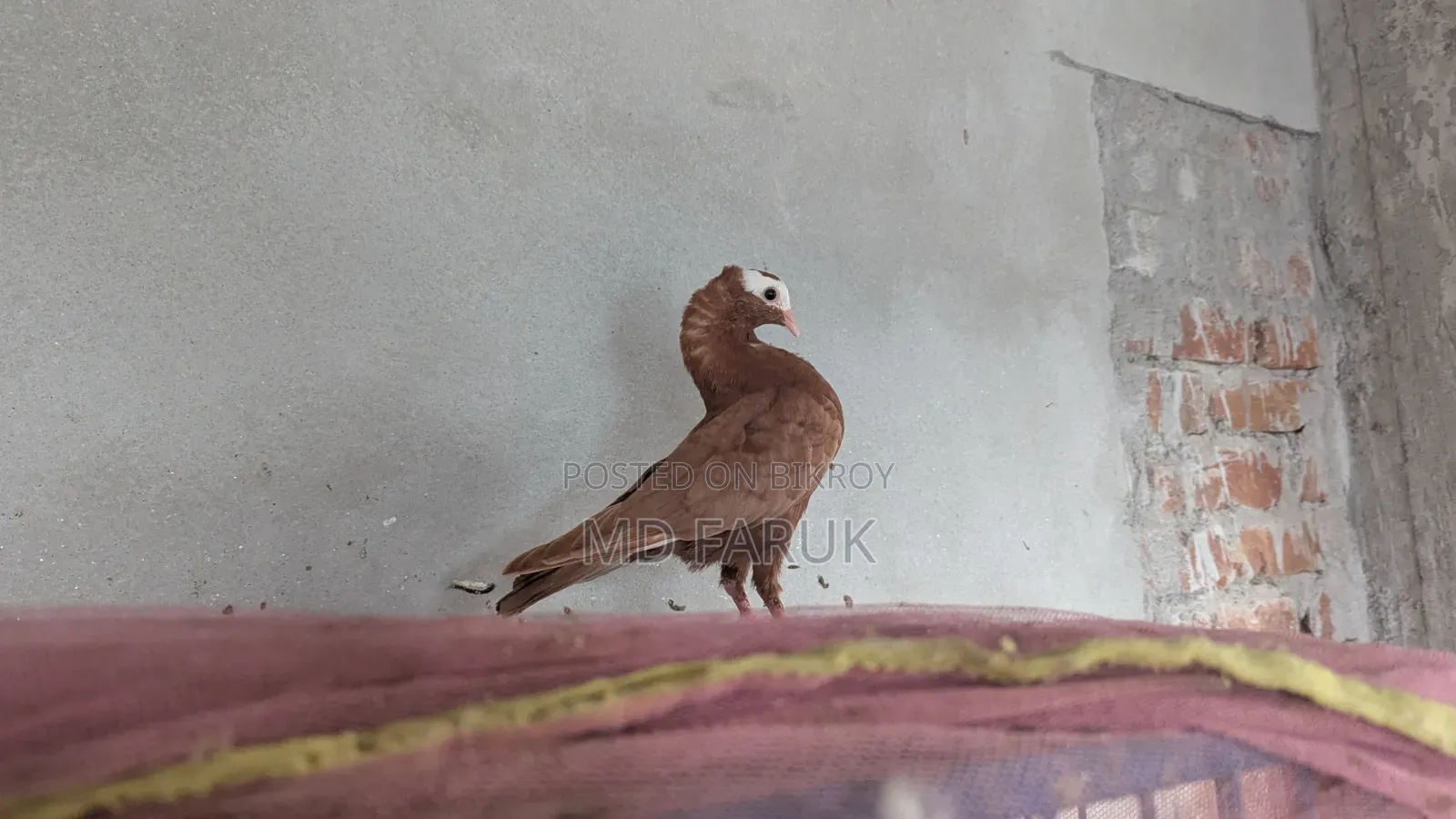 মুক্কি কবুতর।