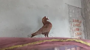 মুক্কি কবুতর।