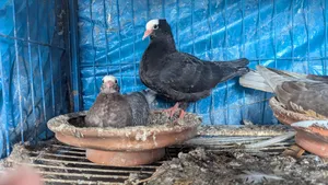 মুক্কি কবুতর।