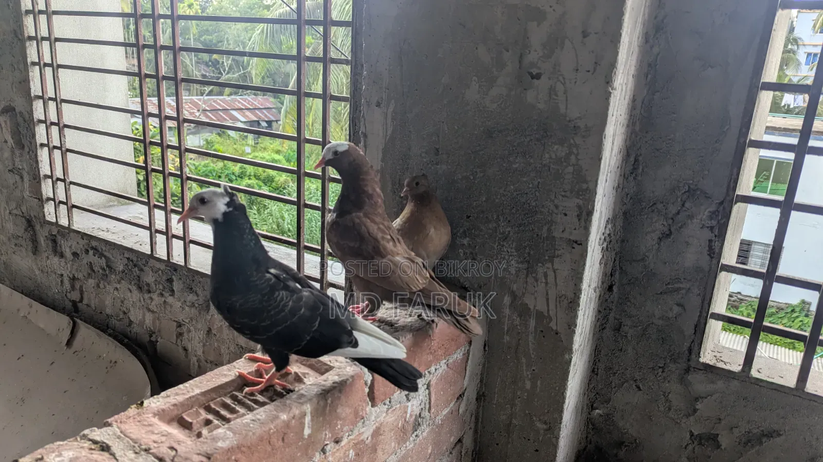 মুক্কি কবুতর।