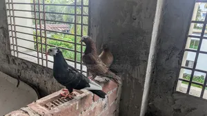মুক্কি কবুতর।