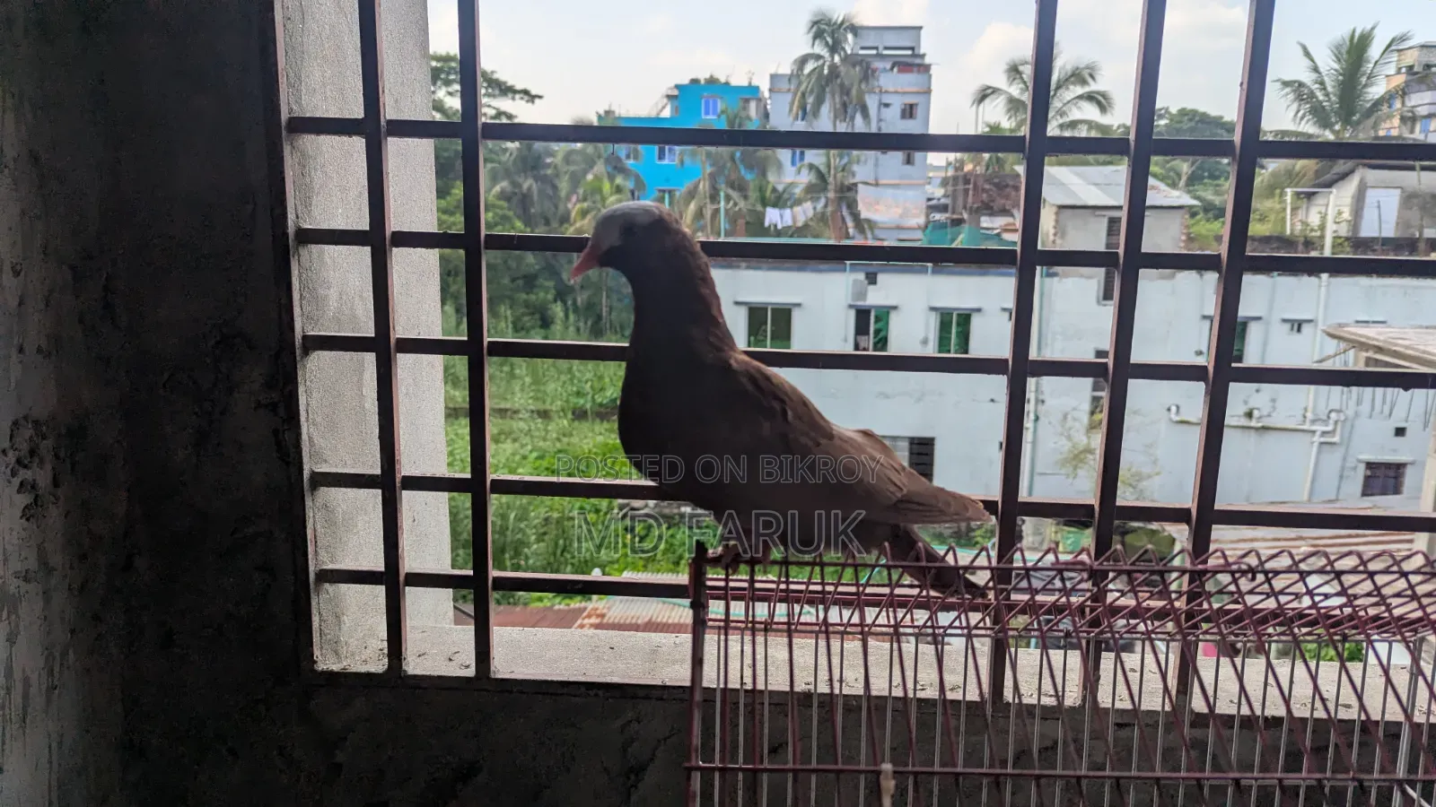মুক্কি কবুতর।