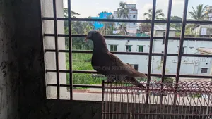 মুক্কি কবুতর।