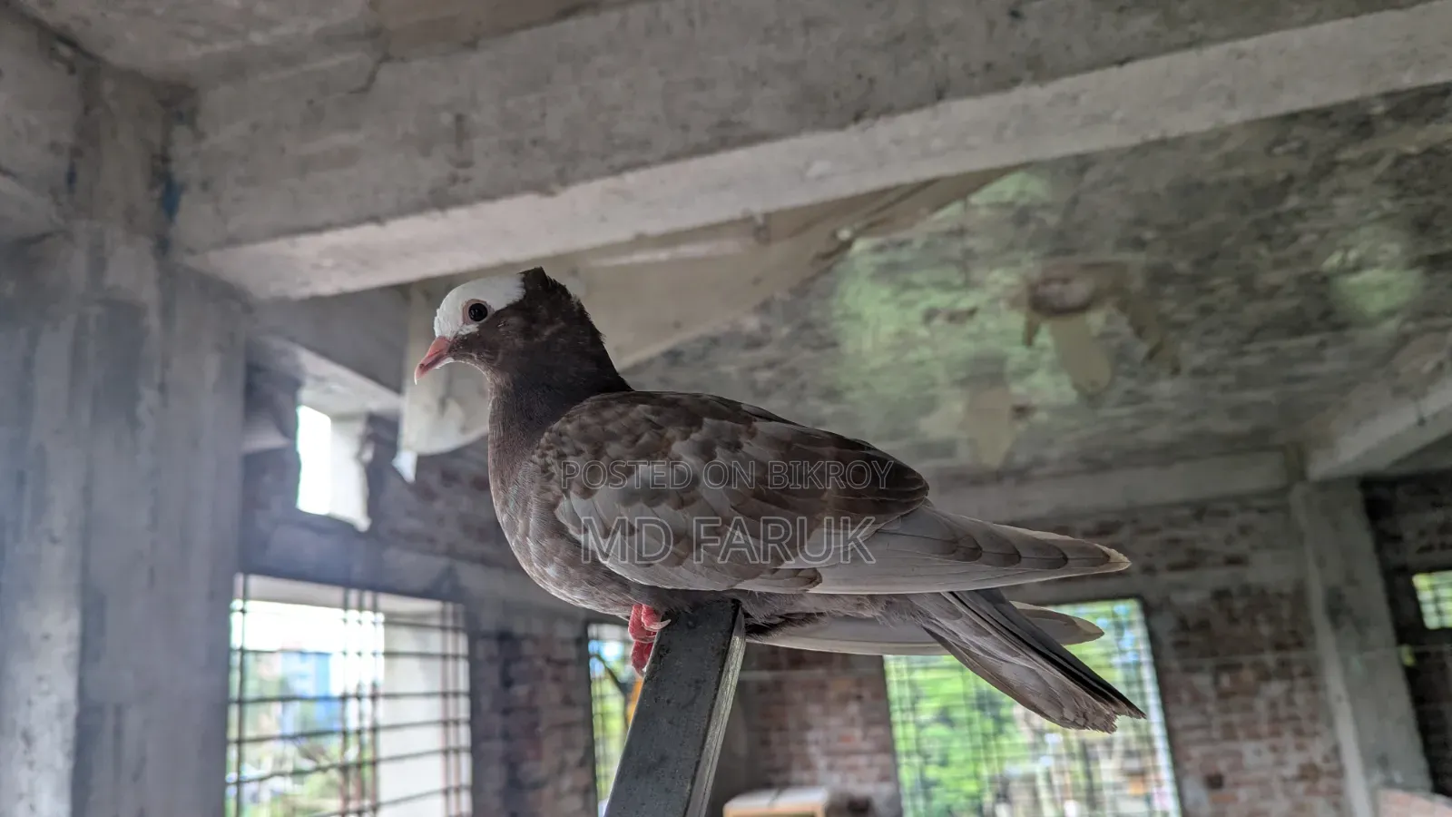 মুক্কি কবুতর।