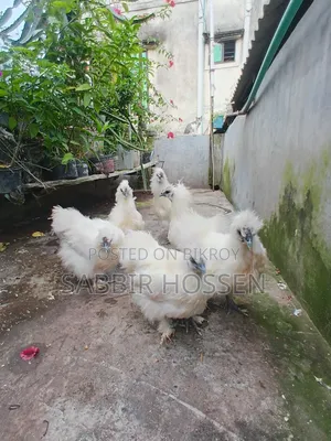 ৬ পিস সিল্কি মুরগি