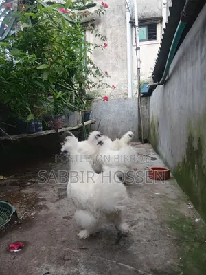 ৬ পিস সিল্কি মুরগি