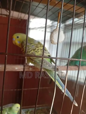 Budgie Bird