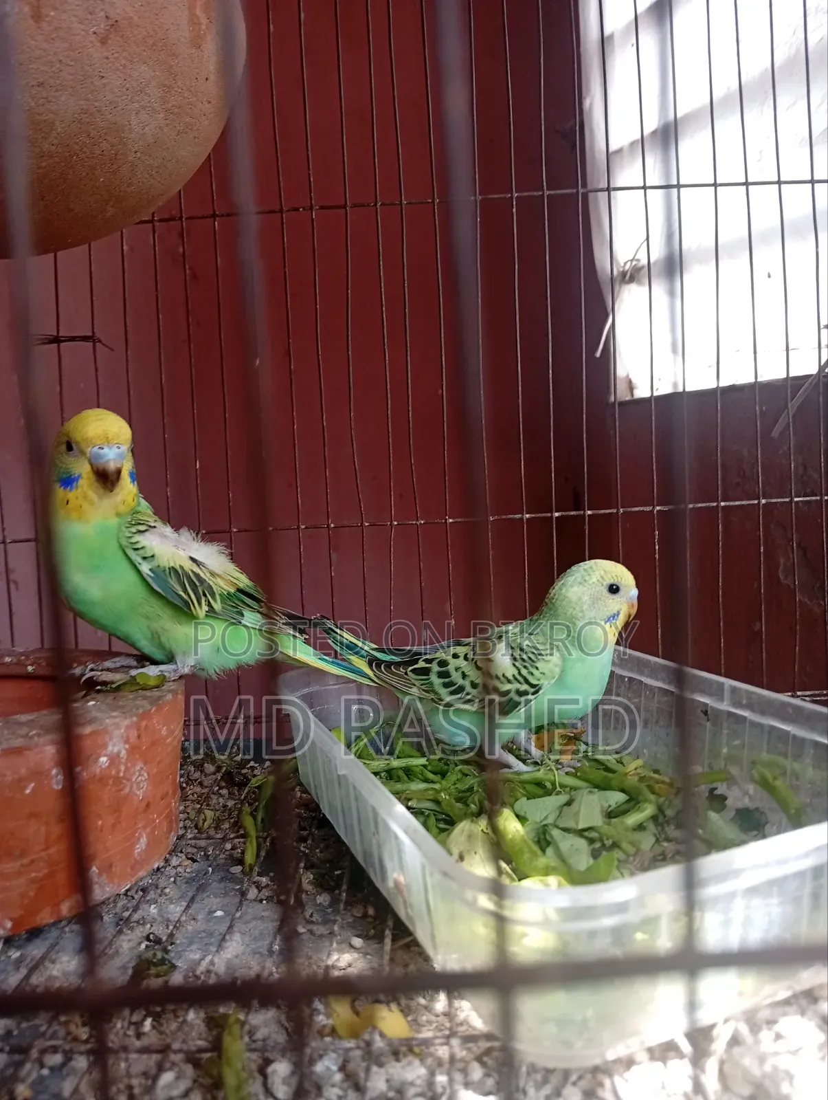 Budgie Bird