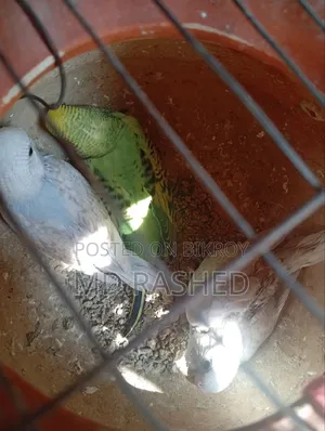 Budgie Bird